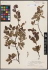 Foto von Salix herbacea L. x Salix phylicifolia L. x Salix polaris Wahlenb.
